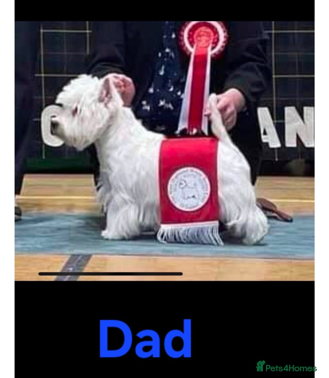 West Highland Terrier dogs for sale: West Highland Terrier's, Good pedigree  - Image 6