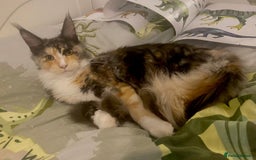Maine Coon cats for sale: Gorgeous TICA female Maine coon - Image 11