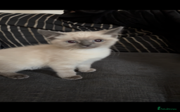 Nebelung cats for sale: Beautiful nebelung/ragdoll kittens  - Advert 1