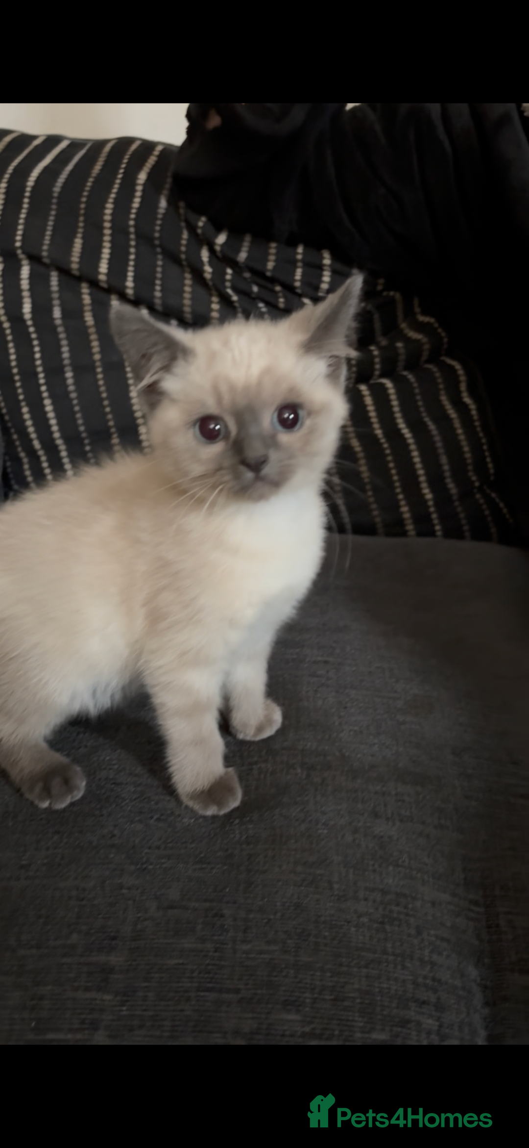 Nebelung cats for sale: Beautiful nebelung/ragdoll kittens  - Advert 1