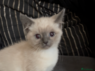 Nebelung cats Beautiful nebelung/ragdoll kittens - Advert 3