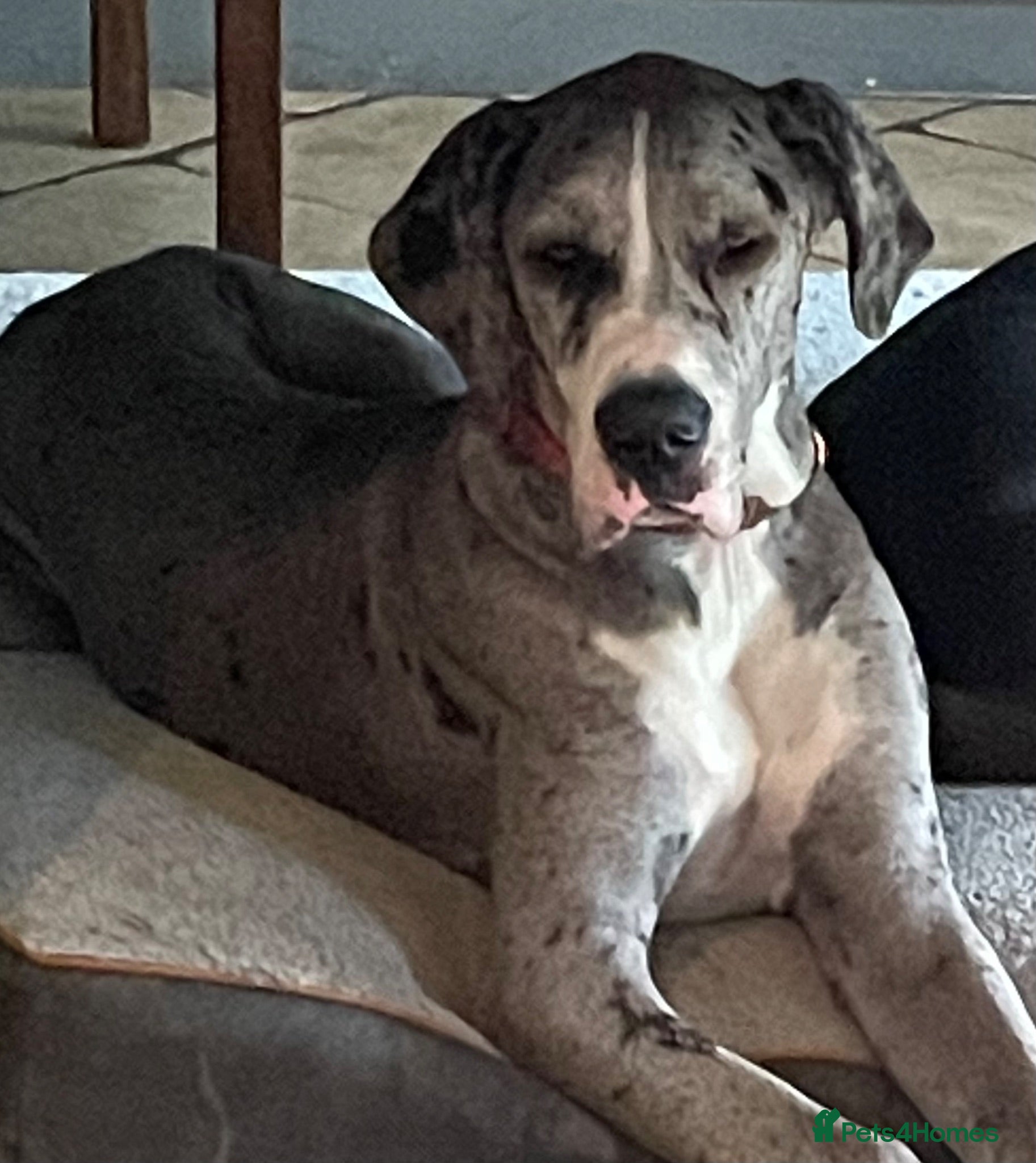 Great Dane dogs Great Dane litter waiting list announcement  - Advert 9