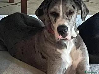 Great Dane dogs Stunning KC Registered champion bloodline Puppies - Advert 1