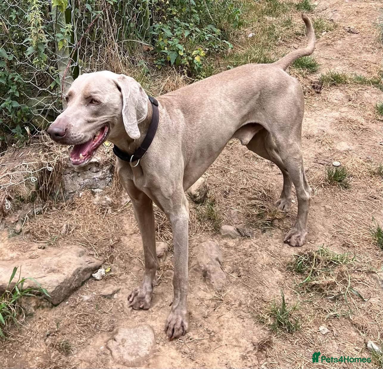 Weimaraner dogs Uros - Weimaraner - Advert 1