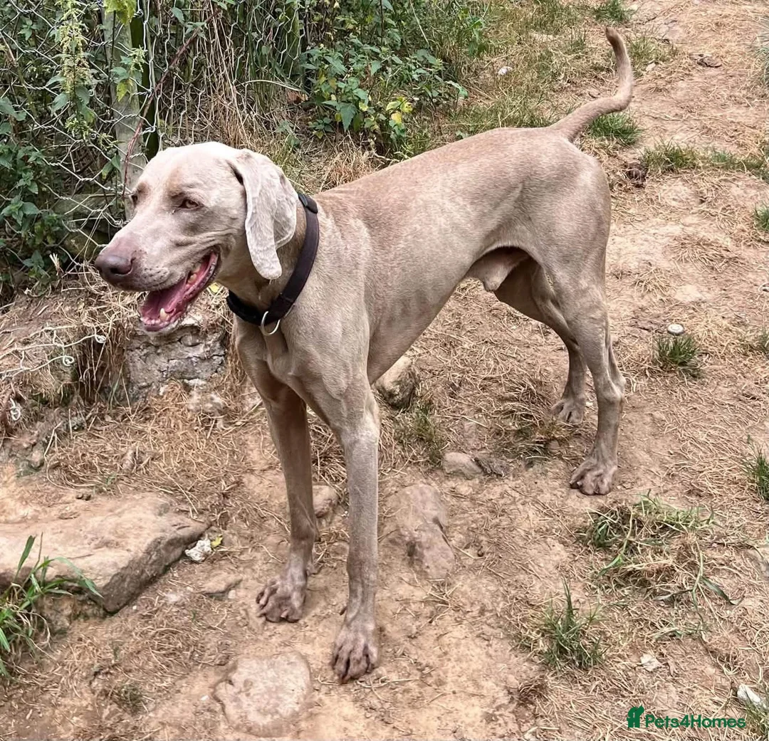Weimaraner dogs for adoption: Uros - Weimaraner in Worthing - Advert 1