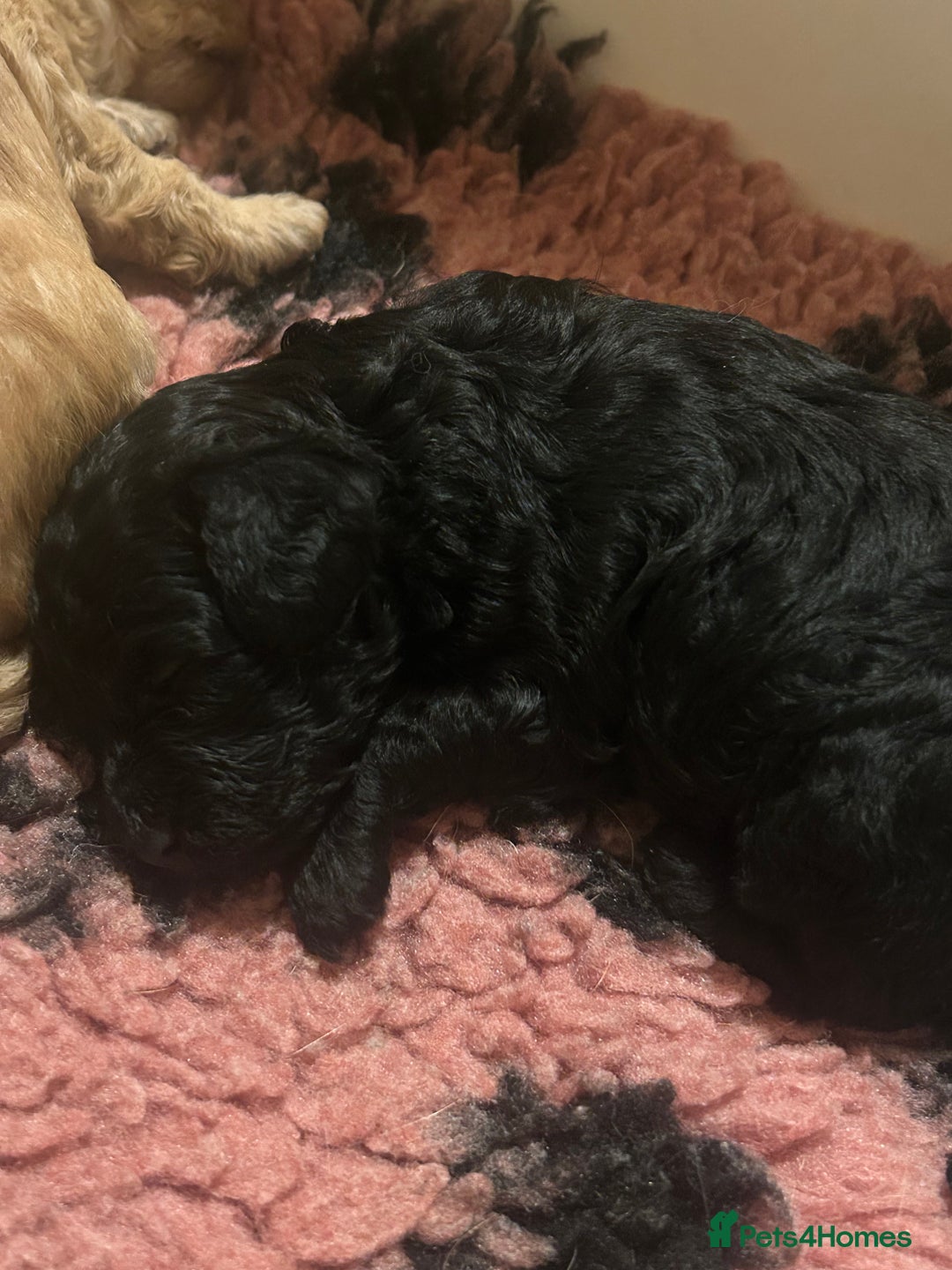 Toy Poodle dogs for sale: KC toy poodles by health tested parents  - Advert 6