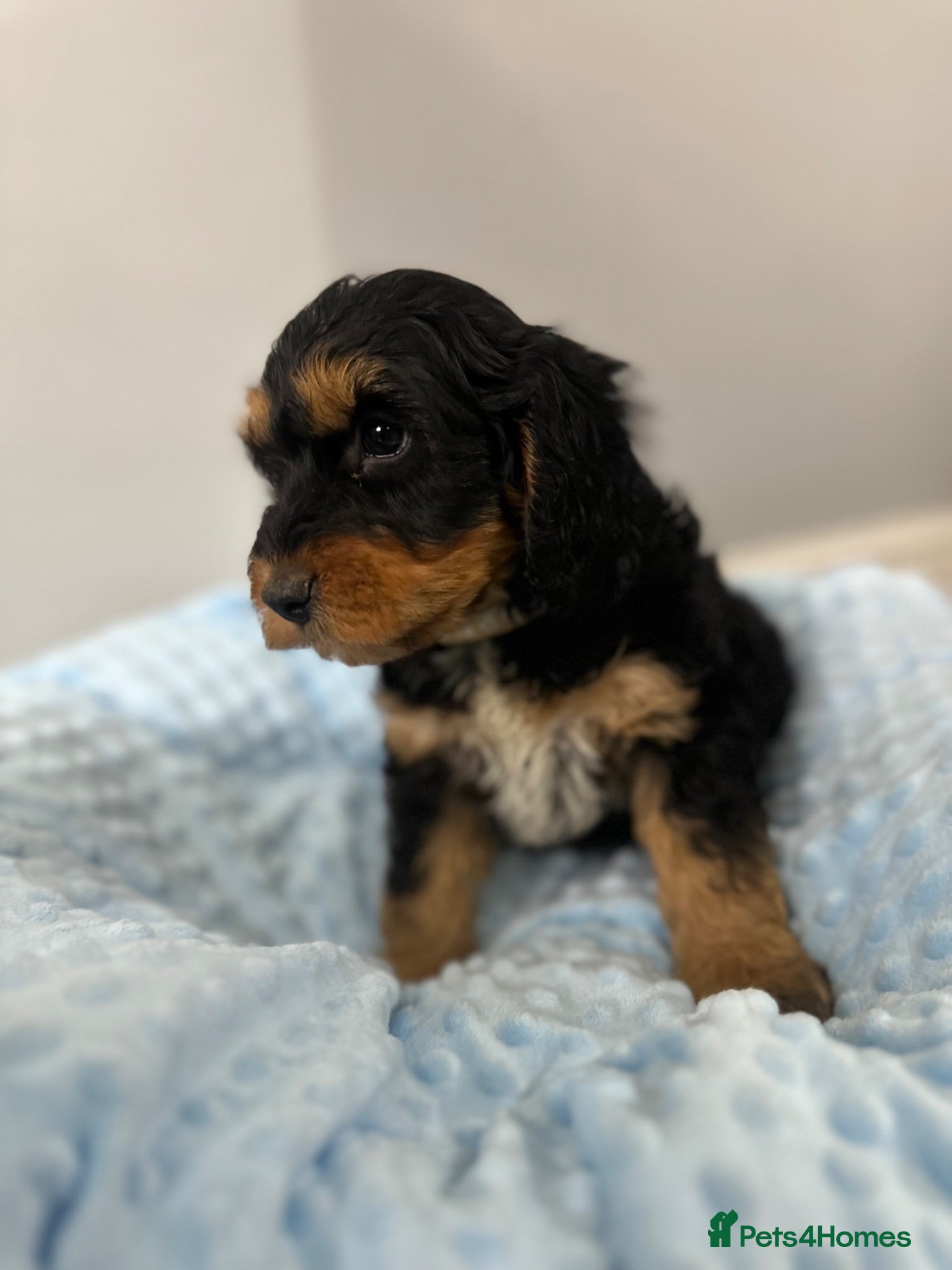 Cockapoo dogs ⭐️ BEAUTIFUL F1 TOY COCKAPOOS ⭐️ - Advert 2