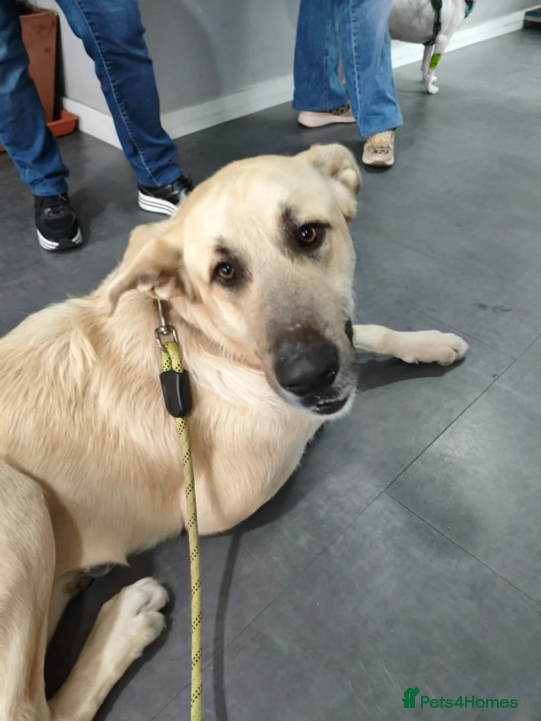 Mixed Breed dogs for adoption: Youthful gentle Balto (Newquay Cornwall) in Exeter - Advert 4