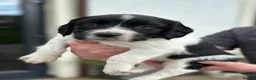 English Springer Spaniel dogs for sale: KC registered English Springer Spaniels - Advert 7