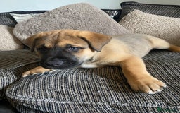 Mixed Breed dogs for sale: Rottweiler x Akita puppy  - Image 4