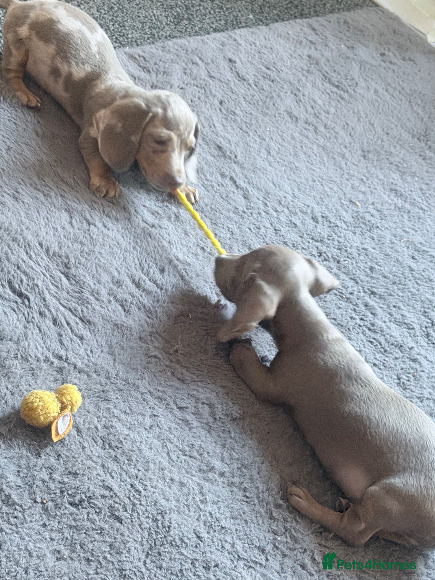 Miniature Dachshund dogs 2 beautiful boys  - Advert 12