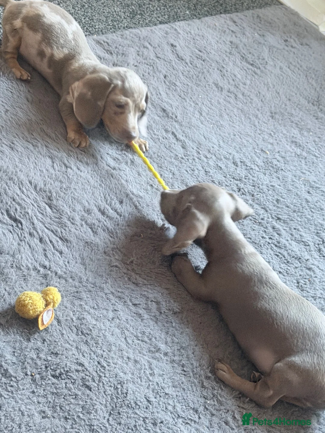 Miniature Dachshund dogs for sale: 2 beautiful boys  - Advert 1