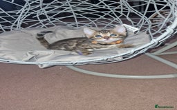 Bengal cats for sale: 3 Gorgeous Bengals kittens 😻😻❤️❤️❤️ - Image 22