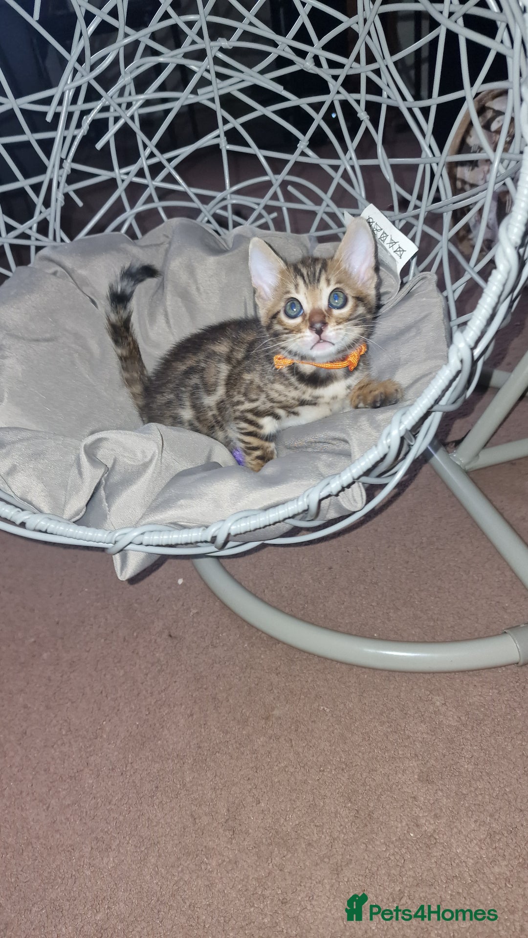 Bengal cats for sale: 3 Gorgeous Bengals kittens 😻😻❤️❤️❤️ - Image 22