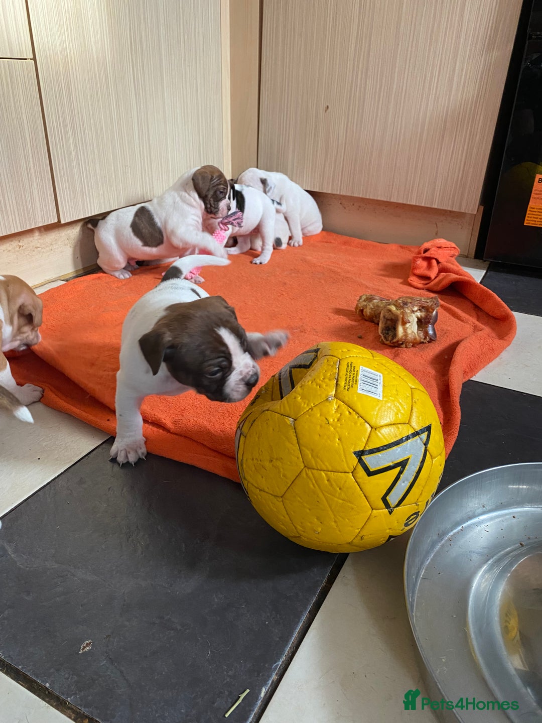 Alapaha Blue Blood Bulldog dogs for sale: TOP QUALITY PURE ALAPAHA BULLDOGS - Advert 24