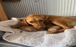 Labrador Retriever dogs for sale: Beautiful Fox Red Labrador puppies for sale - Image 8