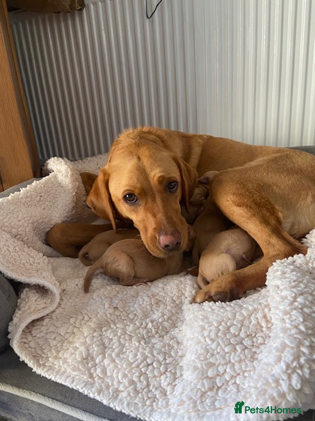 Labrador Retriever dogs for sale: Beautiful Fox Red Labrador puppies for sale - Image 8