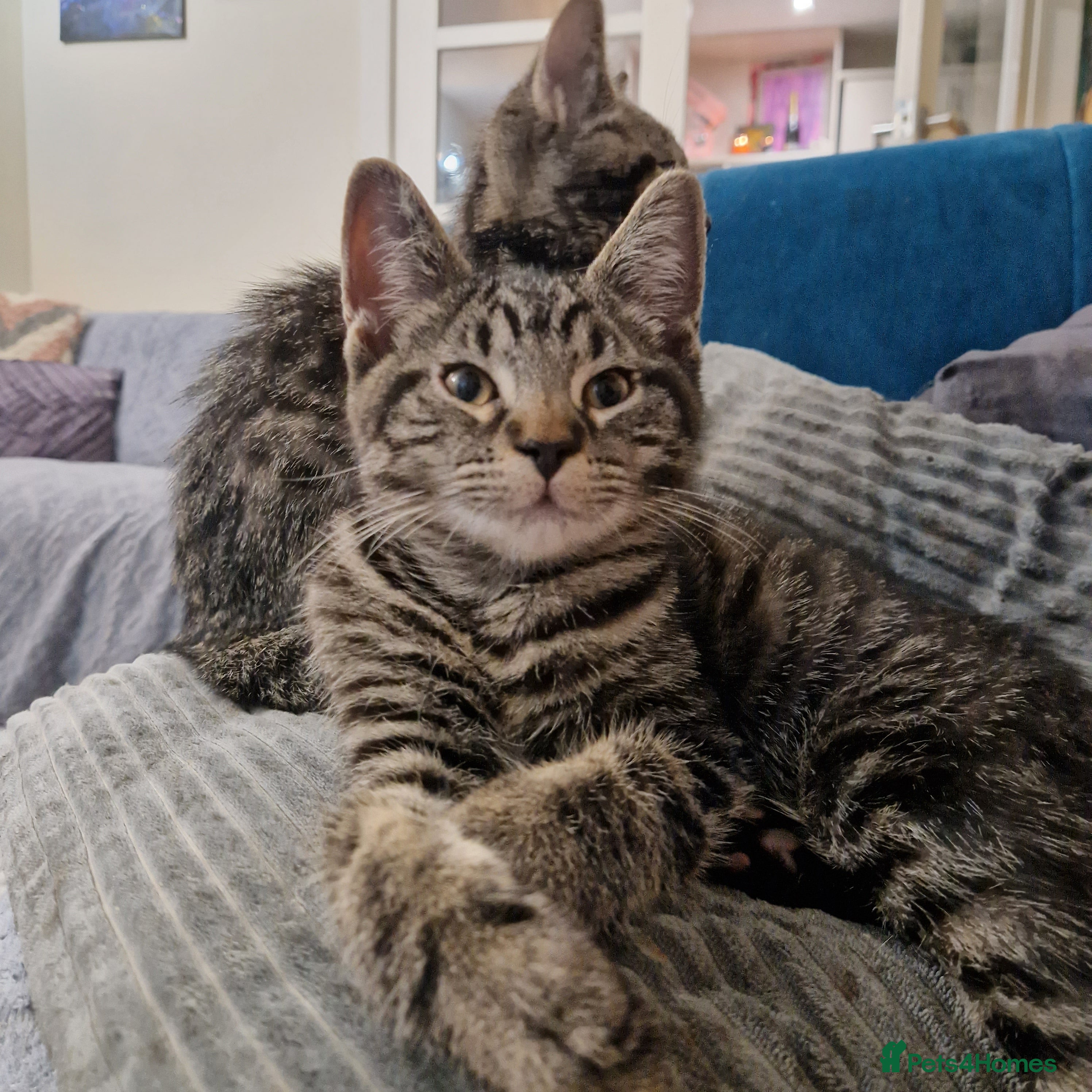 Ragdoll cats Ragdoll cross - Advert 7