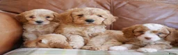Cavapoo dogs for sale: Stunning Health Tested F1b Miniature Cavapoos - Advert 9
