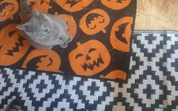 Scottish Fold cats for sale: Scottish fold and british short-hair cats - Advert 5