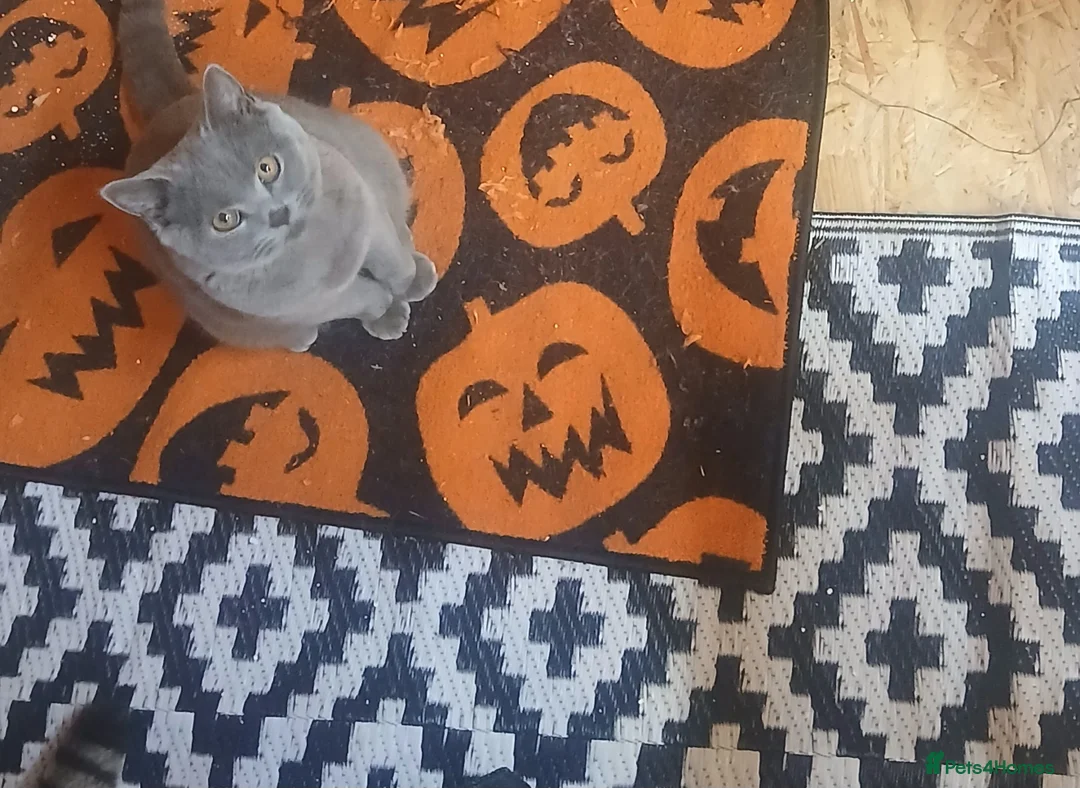 Scottish Fold cats for sale: Scottish fold and british short-hair cats - Advert 5