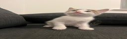 British Shorthair cats for sale: Beautiful playful kittens  - Advert 5