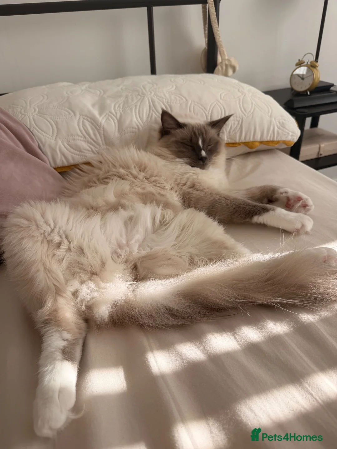 Ragdoll cats for sale: Milo is looking for a loving home 🐾 in Burnley - Advert 5