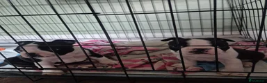 Boston Terrier 1