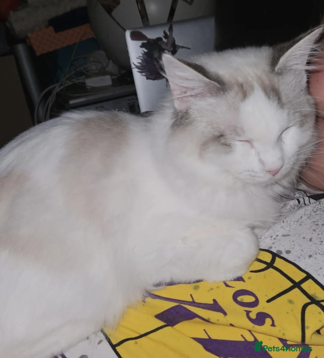 Ragdoll cats for sale: 4 kittens ragdoll and British shorthear mix - Advert 13