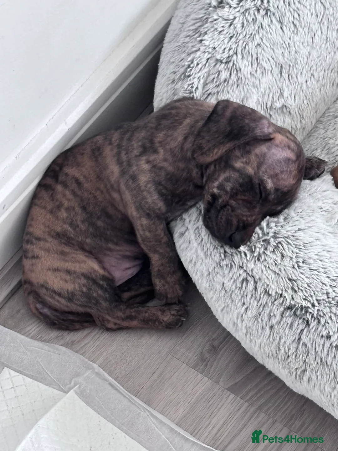 Miniature Dachshund dogs for sale: STUNNING MINIATURE DACHSHUNDS FOR SALE😍💕 - Advert 2