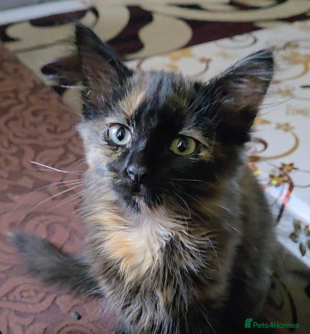 Mixed Breed cats Bella - Advert 1