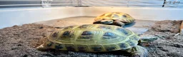Tortoise reptiles for sale: Breeding Pair of Horsefield Tortoises + Enclosure+ - Advert 3