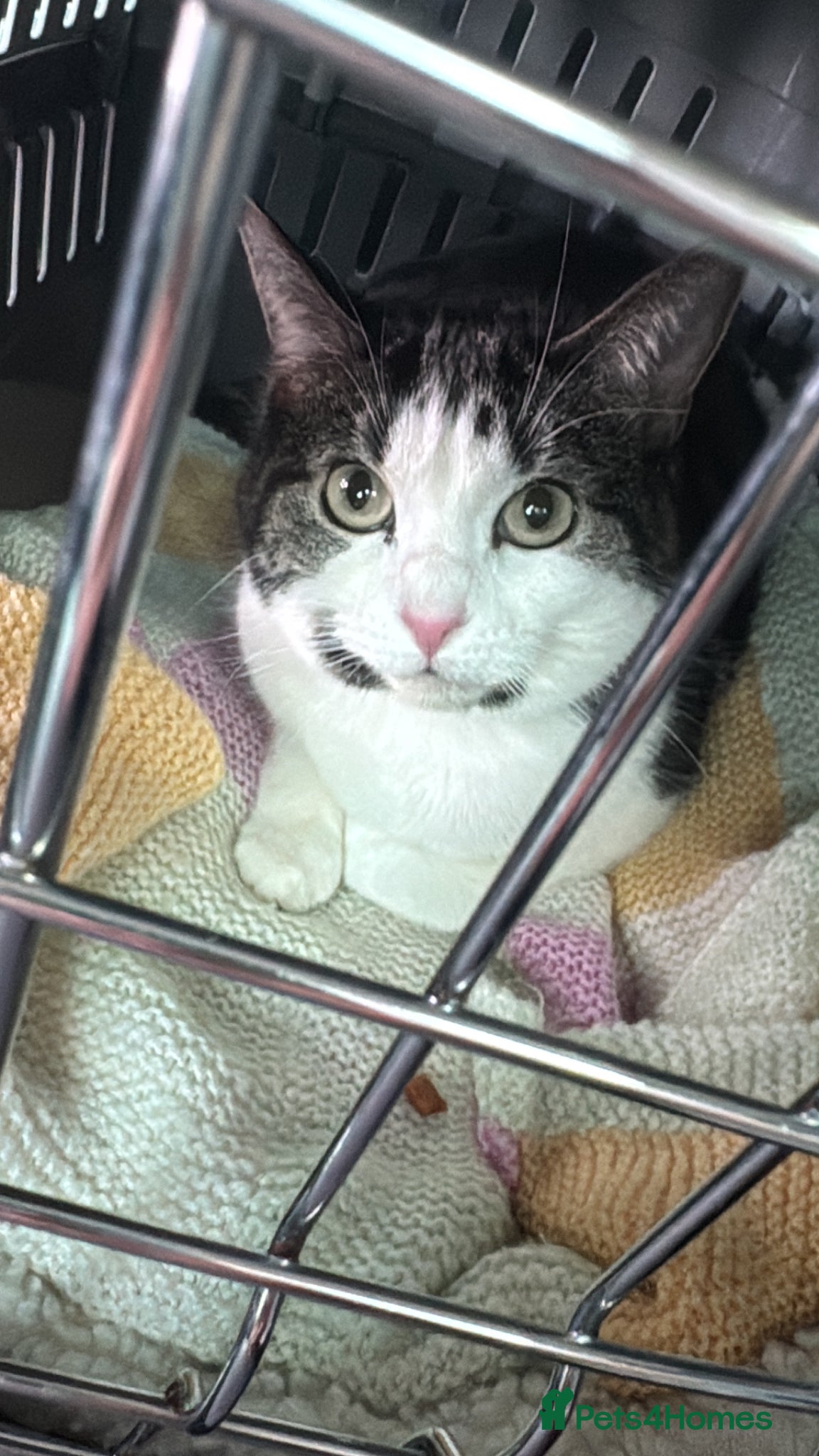 Mixed Breed cats  New Home Needed  - Advert 1