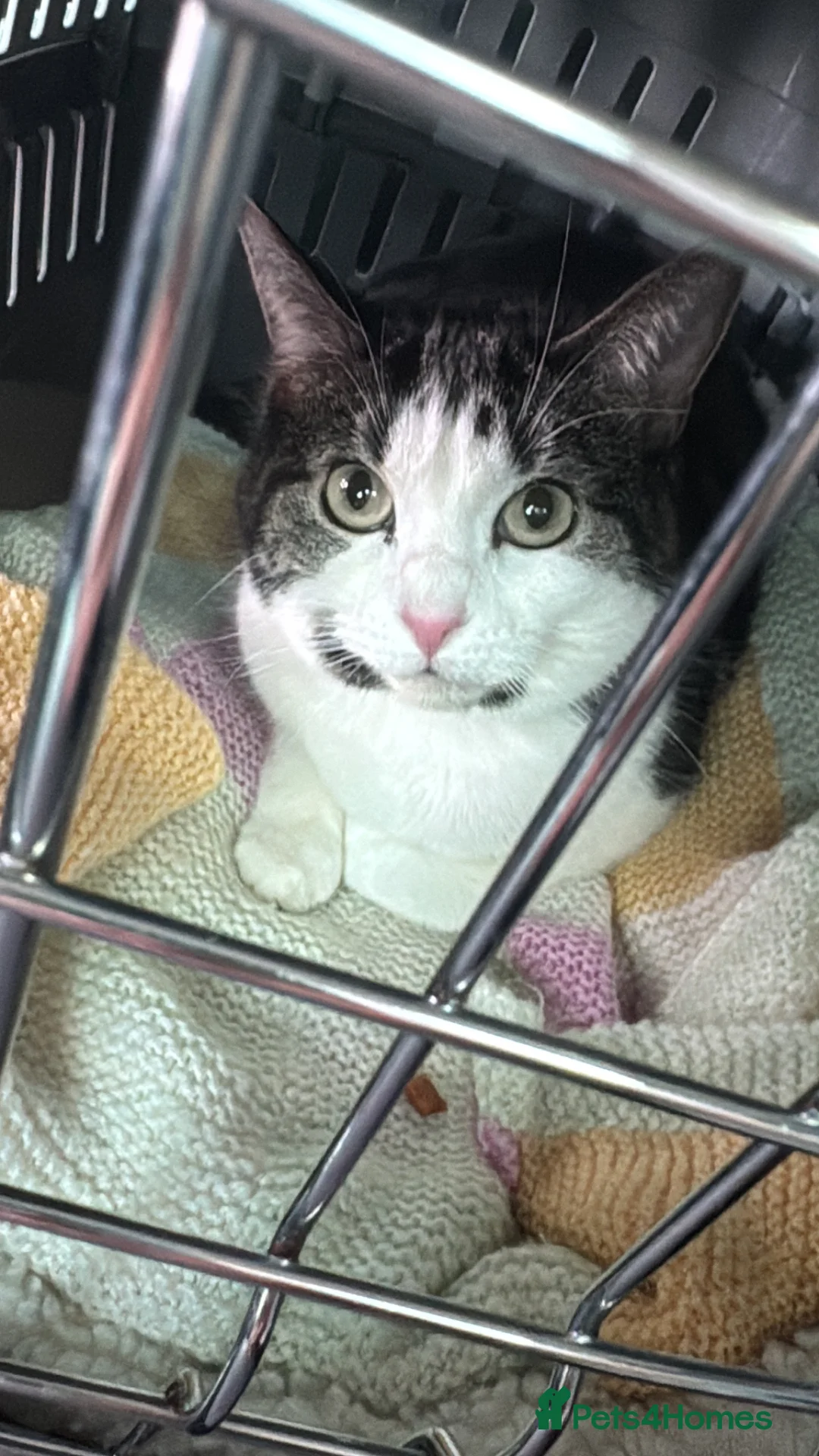 Mixed Breed cats for sale:  New Home Needed  - Advert 1