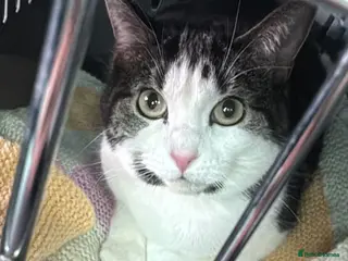 Mixed Breed cats New Home Needed - Advert 6