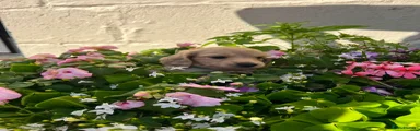 Miniature Dachshund 3