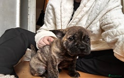 Mixed Breed dogs for sale: Beautiful French chows ready to leave!  - Image 6