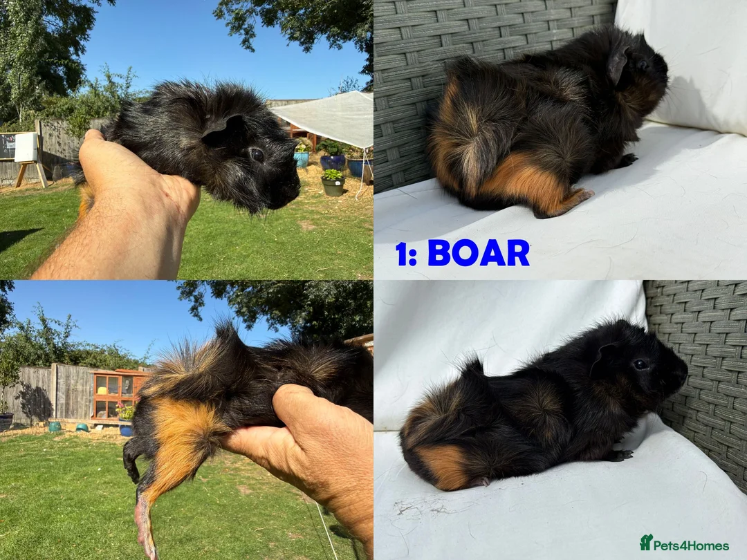 Guinea Pig rodents for sale: Guinea Pigs - Ready Now - Advert 2