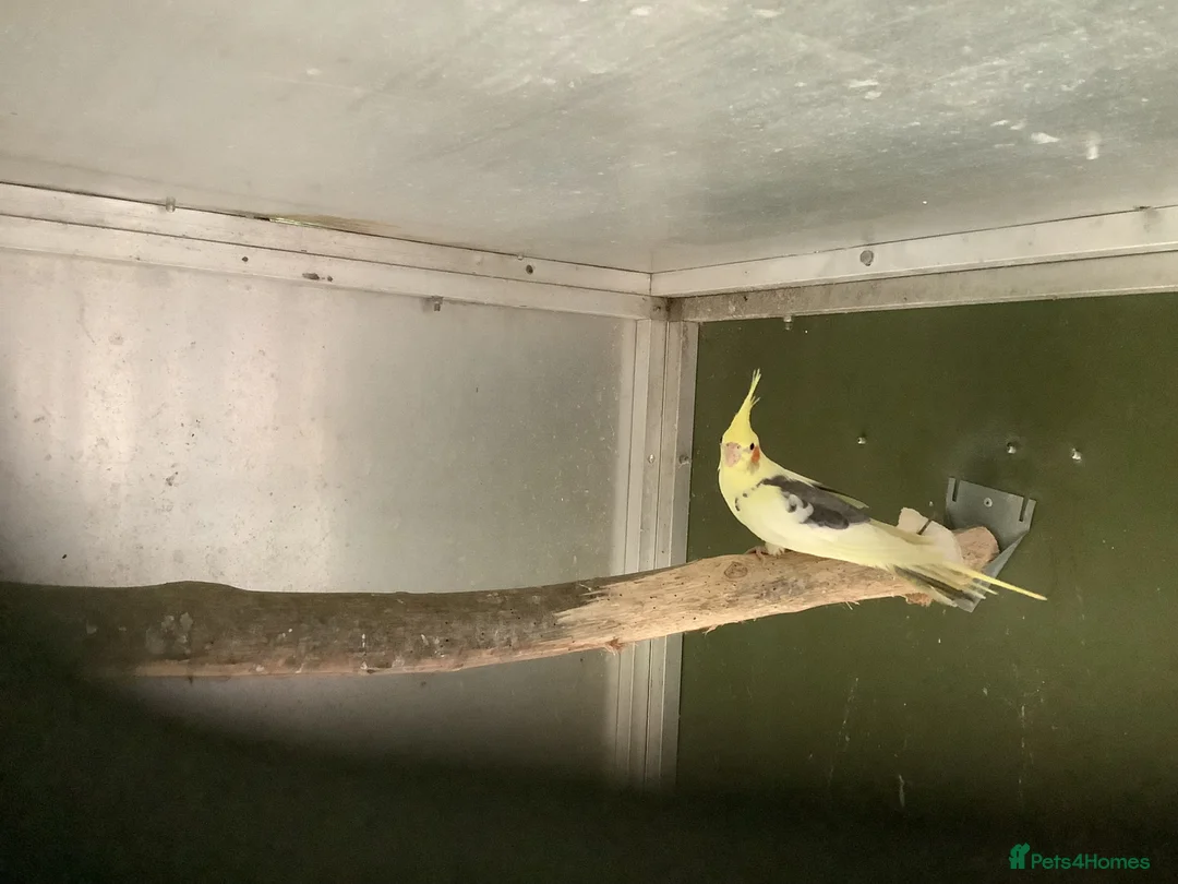 Cockatiels birds for sale: Male Pied Cockateil 2025 - Advert 2