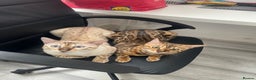 Bengal cats for sale: Bengal kittens for sale - Advert 14