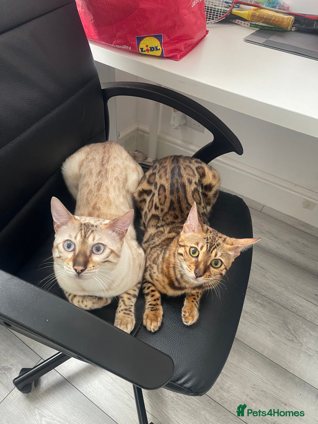 Bengal cats for sale: Bengal kittens for sale - Advert 14