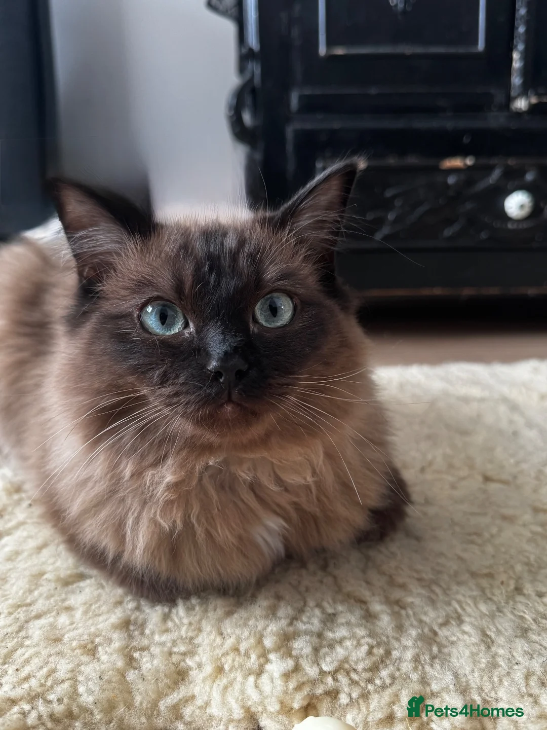 Ragdoll cats for sale: 2 year old ragdoll boy - Advert 1