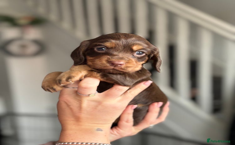 Cocker Spaniel dogs - Advert 1