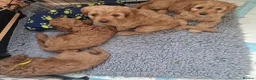 Cavapoo dogs for sale: F1 Cavapoo - Advert 10