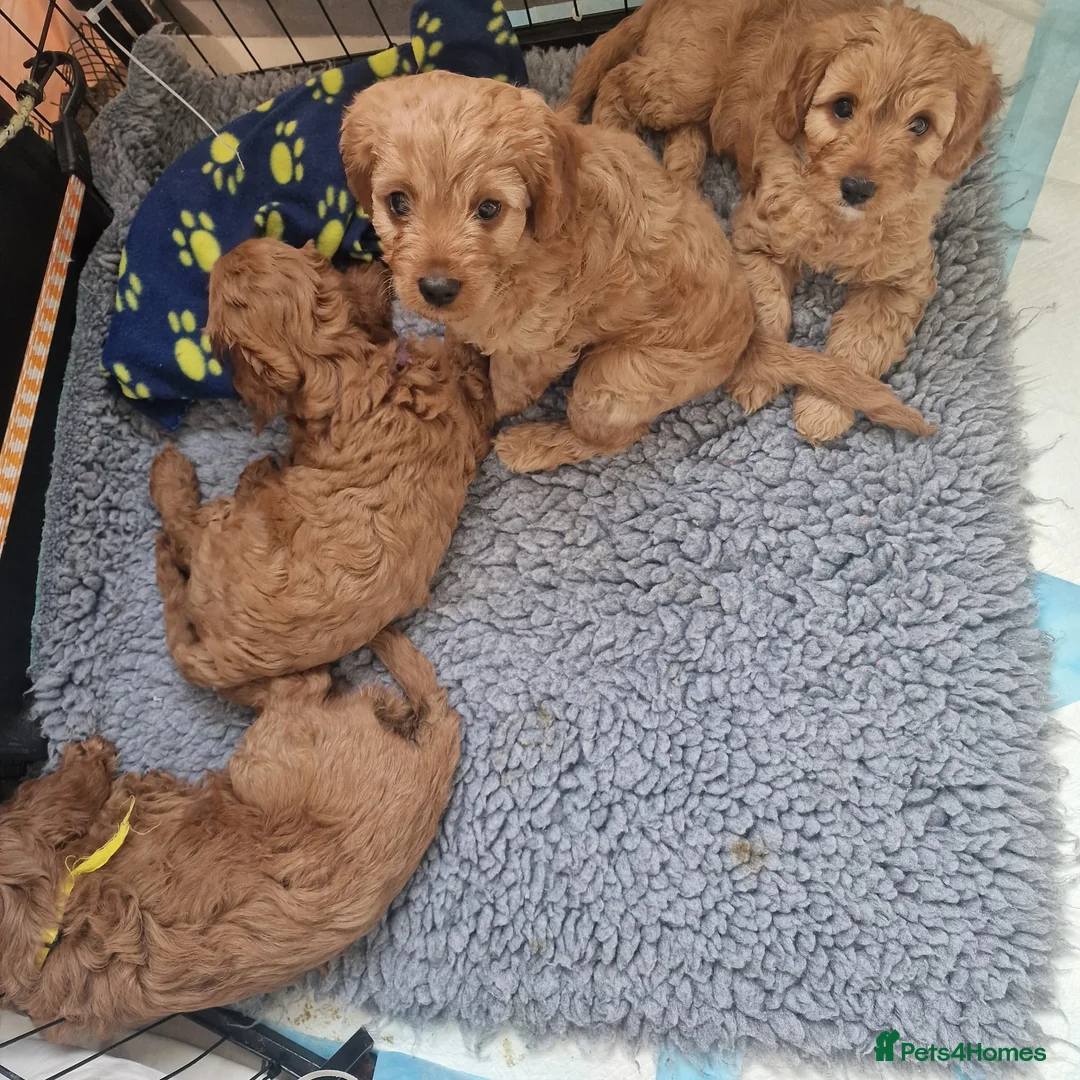 Cavapoo dogs for sale: F1 Cavapoo - Advert 10