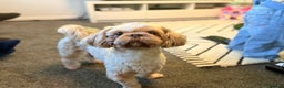 Shih Tzu dogs for stud: KC Reg Lavender Shih Tzu, Young Stud, FullPedigree - Advert 10