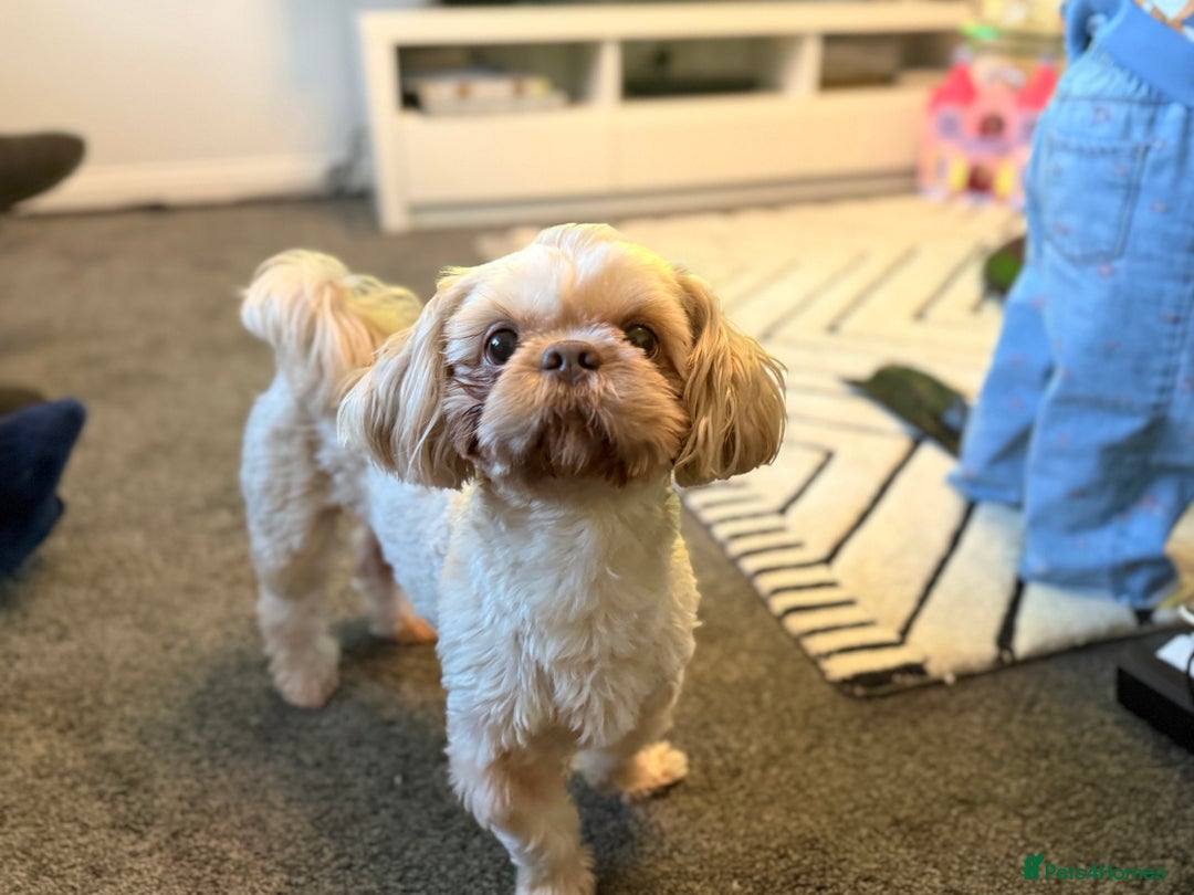 Shih Tzu dogs for stud: KC Reg Lavender Shih Tzu, Young Stud, FullPedigree - Advert 10