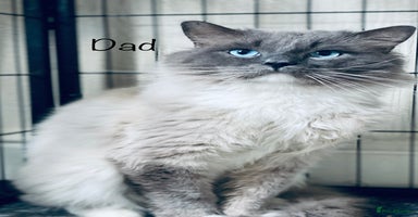 Ragdoll cats - Advert 4