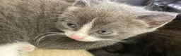 Mixed Breed cats for sale: Lovely half British shorthair half Russian blue  in Godalming - Advert 15