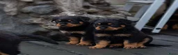 Rottweiler dogs for sale: Chunky German Rottweilers pups  - Advert 26